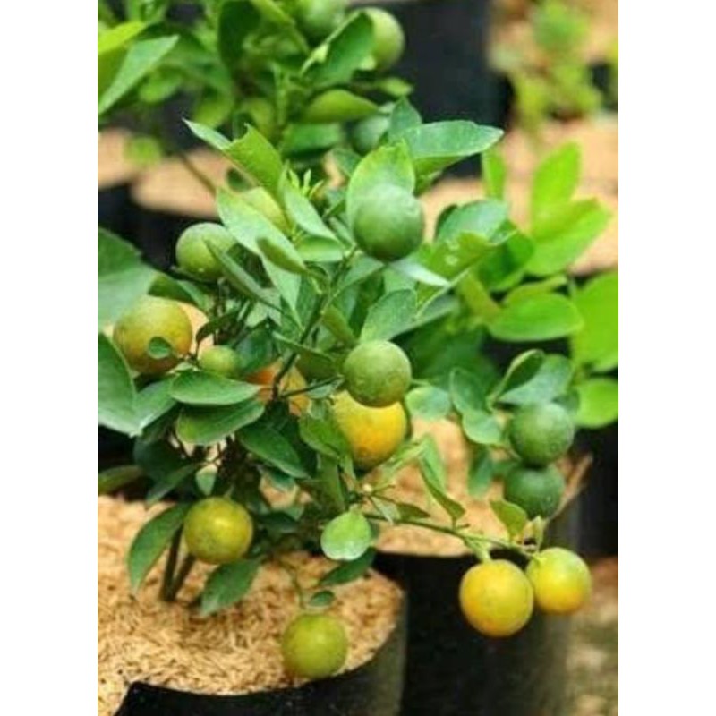 bibit jeruk kasturi/limau berbuah.