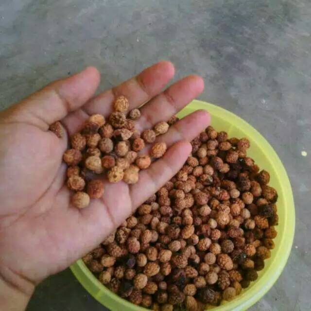 BIJI BIDARA ARAB / BIDARA SIDR / HARGA PER 100 BIJI BONUS 10-20 BIJI / ASLI BIDARA ARAB