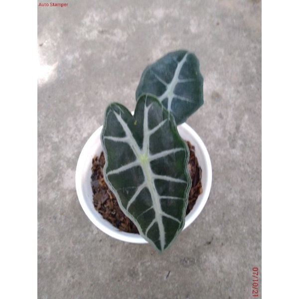 Alocasia parasol mini