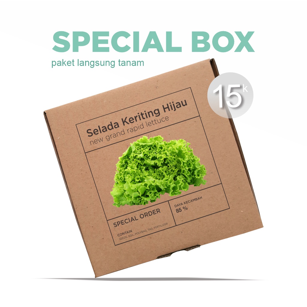 Paket Langsung Tanam - Gardening Kit - SPECIAL BOX - Benih Selada Keriting Hijau Seeds