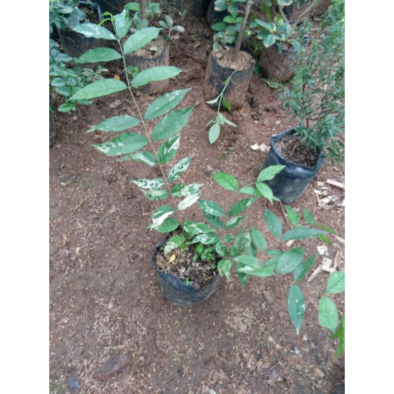 bahan bonsai anting putri varigatA putih / tanaman hias