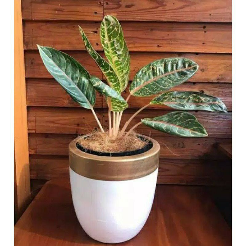 Dona carmen Mutasi Aglonema