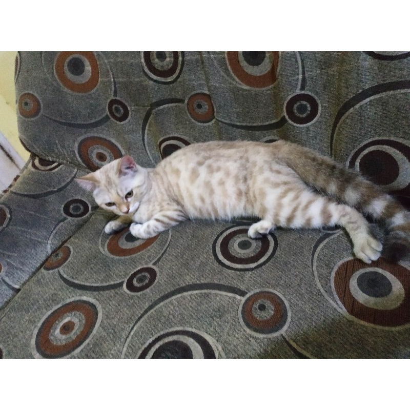 Bengal Snow Spotted Betina Lucu