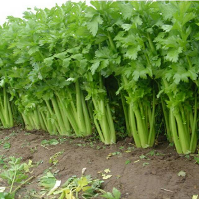 500 Biji Benih Seledri Amigo Murah Benih Seledri Amigo bibit seledri pilihan terbaik