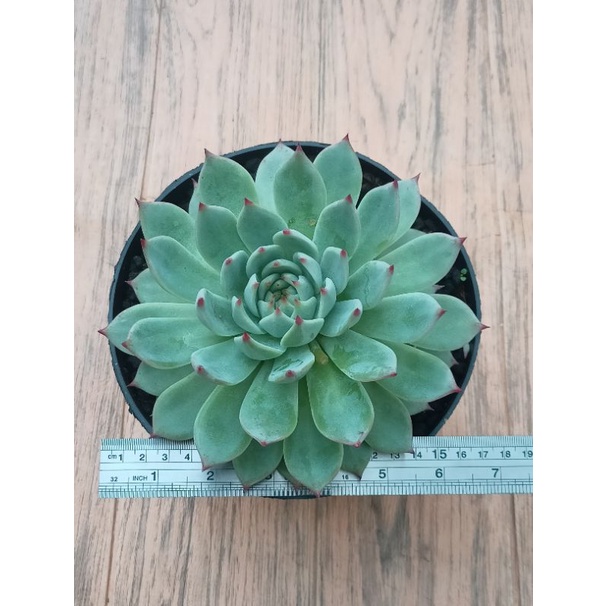 Sukulen Echeveria cihuahuanensia jumbo