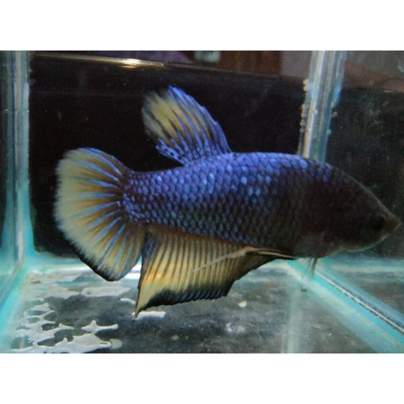 Ikan Cupang Giant Avatar Mustard Gas Real Pict