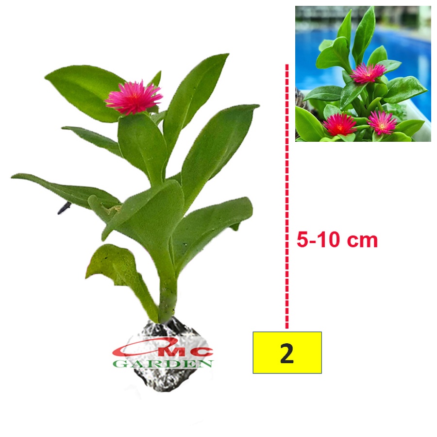 Tanaman Hias Sukulen Sekulen Mini Succulent Kaktus
