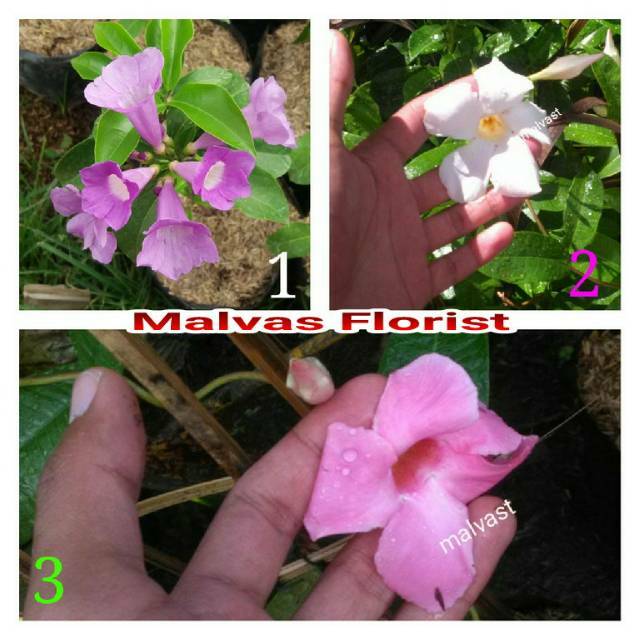 Tanaman hias - bibit bunga rambat stefanote