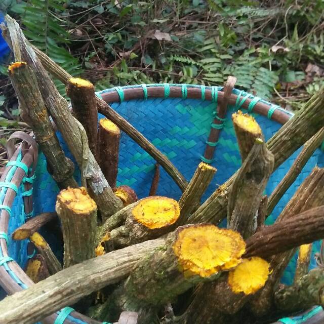 AKAR KUNING