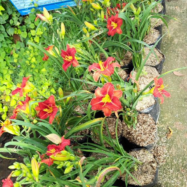 tanaman Lili bangkok merah