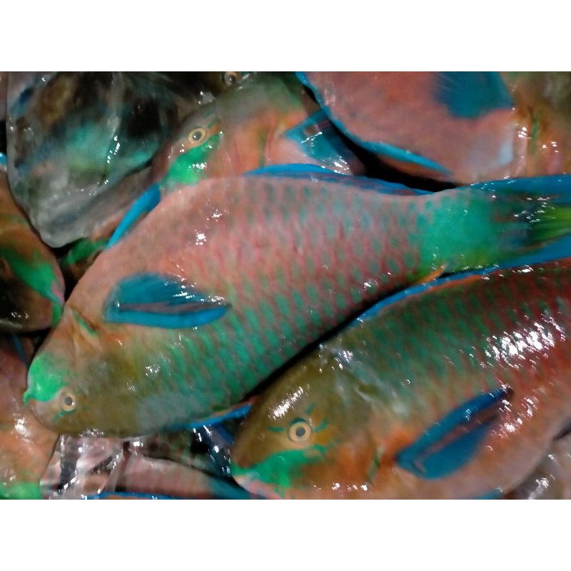 

Ikan Kaka Tua Farrot Fish / Ikan Fresh Kualitas GARANSI SEGAR
