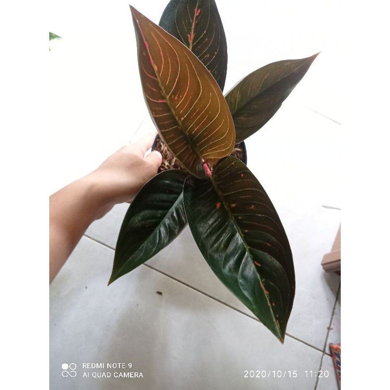 Aglonema black Tiara