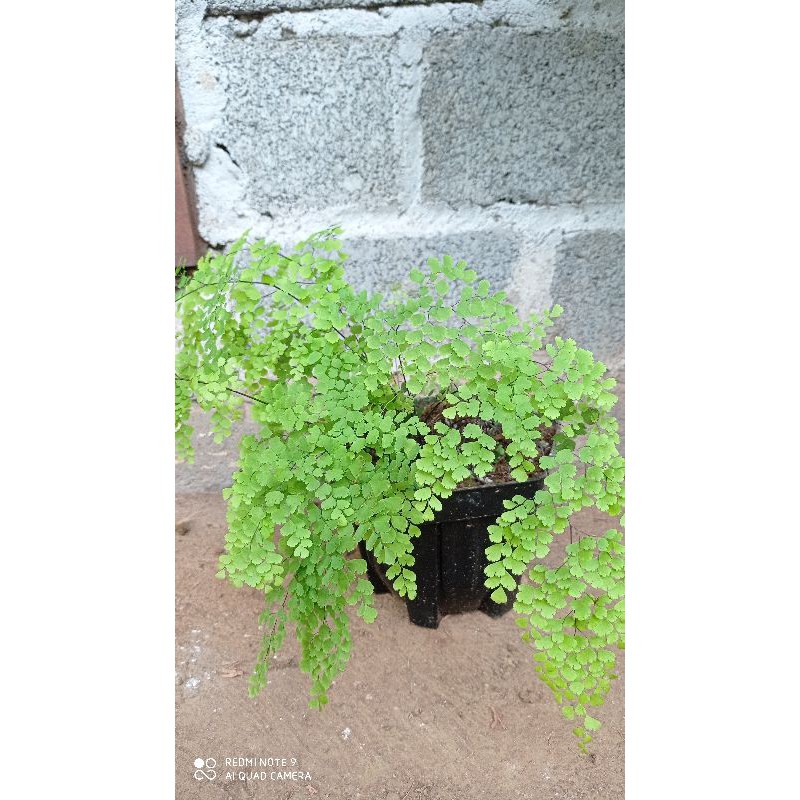 suplir daun kecil /tanaman suplir