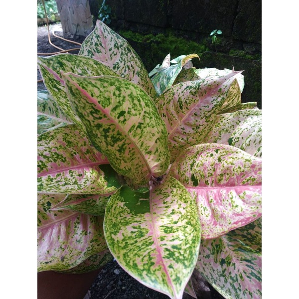 aglonema bigroy rumpun 4 promo murah realpict