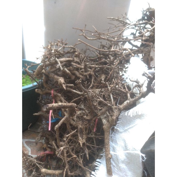 Kayu Aquascape Santigi Pasir