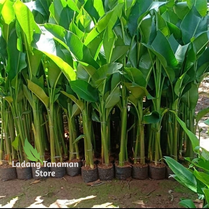 tanaman hias pisang karebay / pohon pisang-pisangan