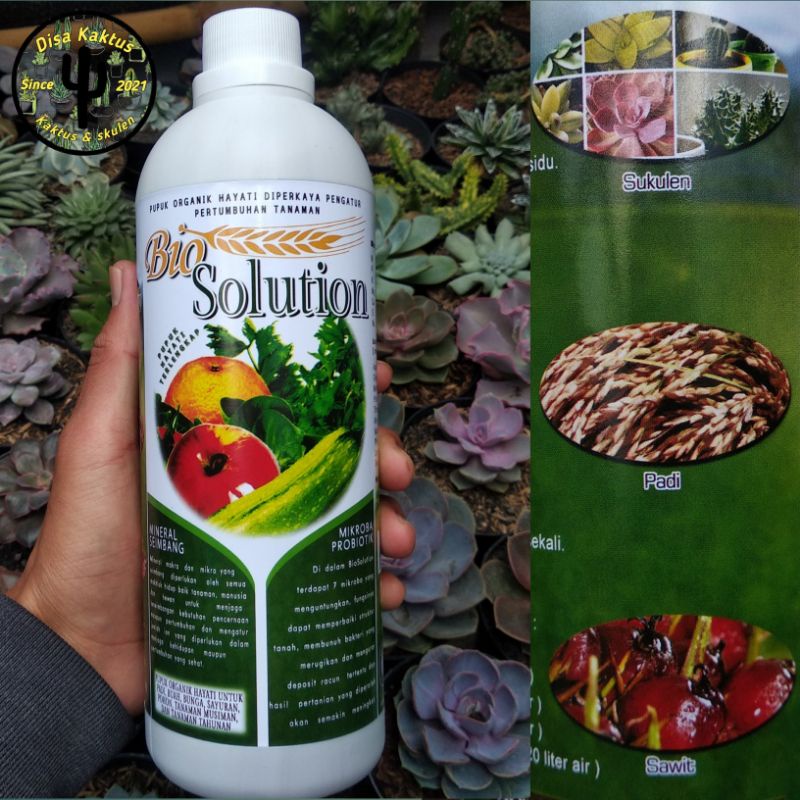 KAKTUS SKULEN- pupuk cair (bio solution)
