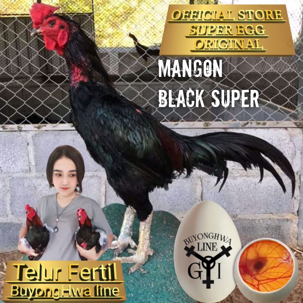 Ayam Bangkok aduan Thailand asli mangon black super telur fertil