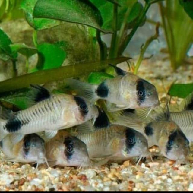 Ikan corydoras panda