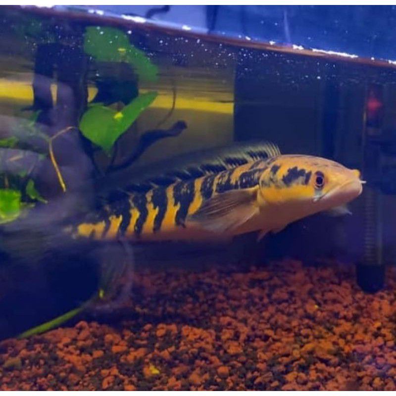 ikan chana maru ys yellow sentarum ukuran 17-19 cm real