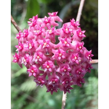 Hoya Paul Shirley sp Sulawesi