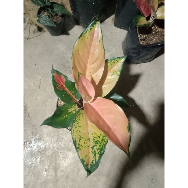 kocin tembaga