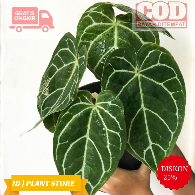 Tanaman hias kuping gajah-tanaman indoor-tanaman hidup-bunga hidup-bunga hiasan rumah