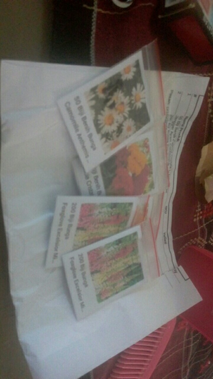 200 Biji Bunga Foxglove Excelsior Mix Digitalis Purpurea Flower Benih