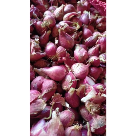 

Bawang Merah Brebes 1 Kg