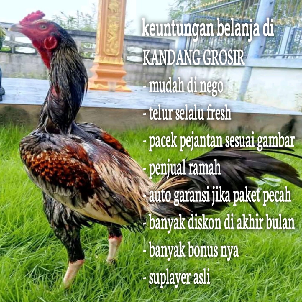 ayam bangkok telur fertil MANGON murni asli aduan fresh