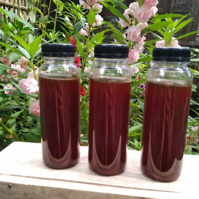 Madu klanceng murni & asli