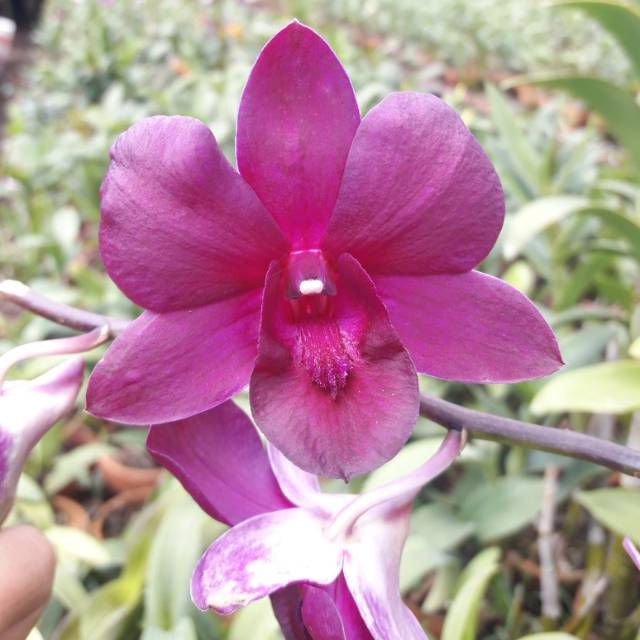 Anggrek Dendrobium Maradona
