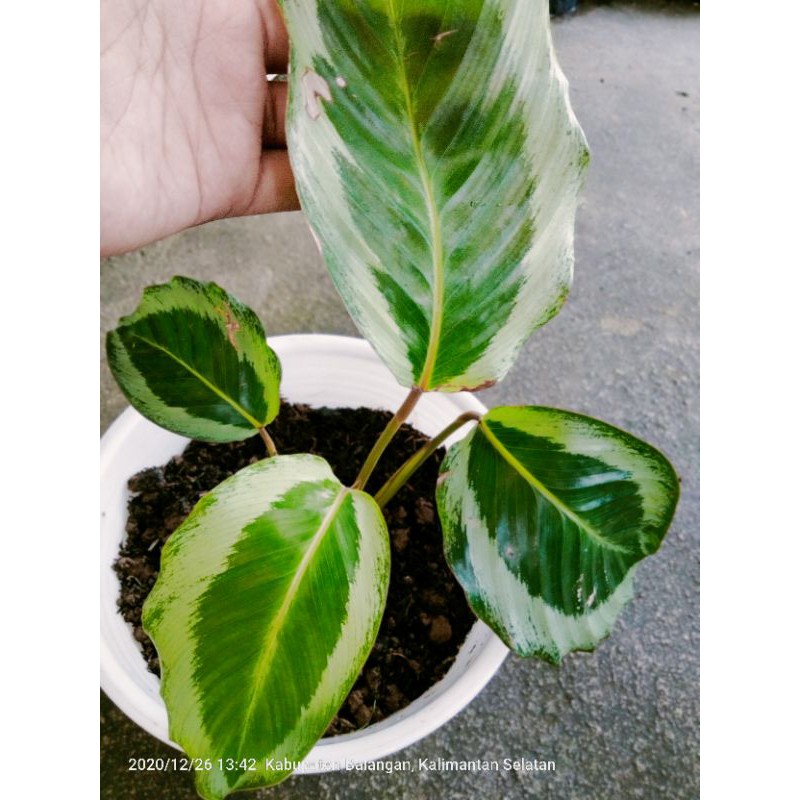 calathea gecko import