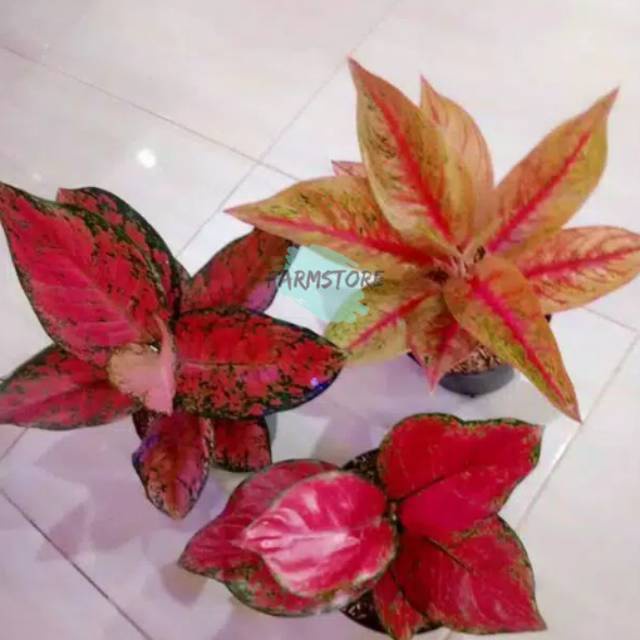 Paket 3 bonggol Aglonema IMPORT Red Legacy-Big Apple-Red Venus -Tanaman Hias