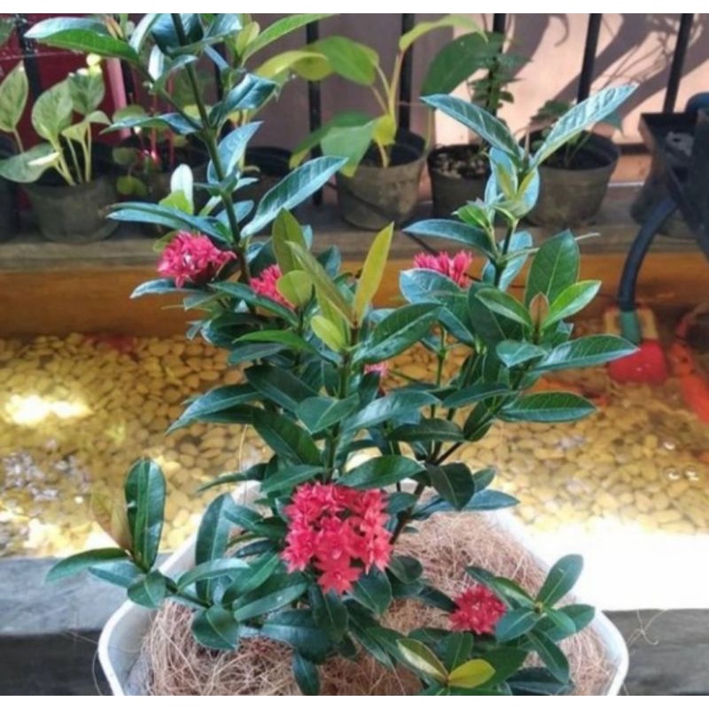 Bibit tanaman hias bunga soka merah/Pohon bunga soka