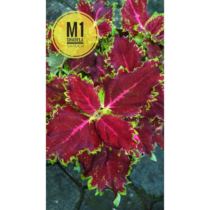 Miana Coleus Jawer Kotok Tanaman Iler