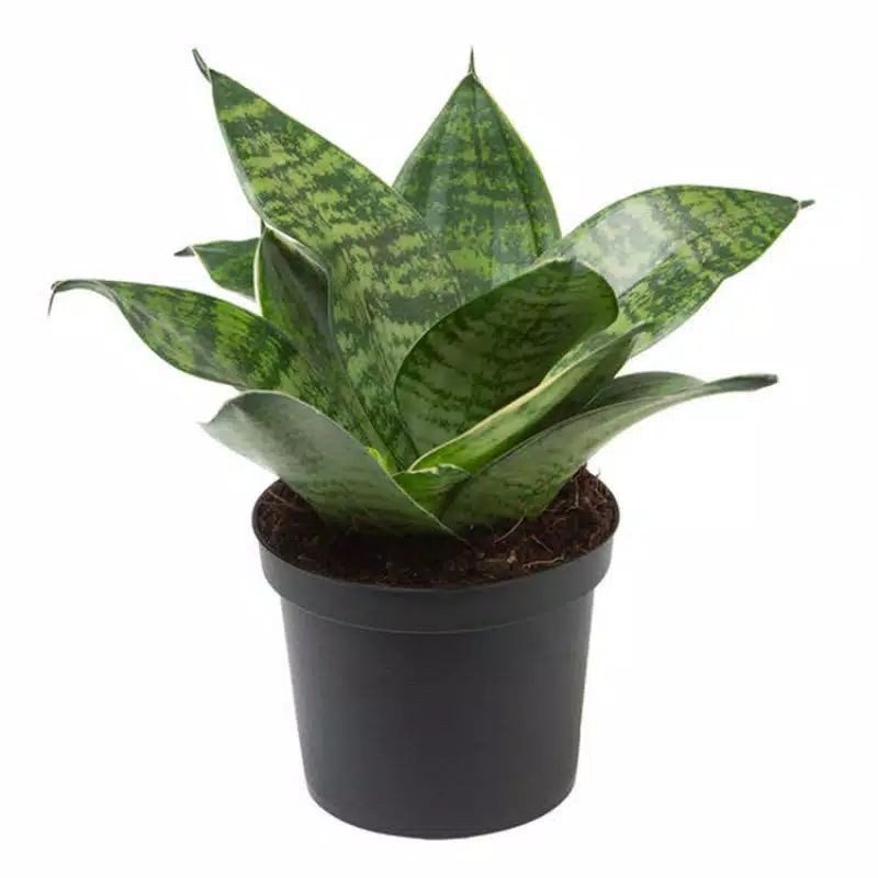 Lidah Mertua Sansivera Trifasciata Katak | Sansivera Mini Green | Tapis Kodok Hijau