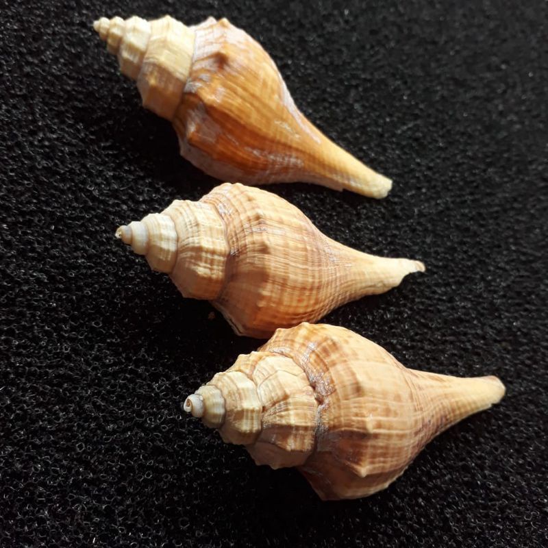 CANGKANG KELOMANG ONEM ,CANGKANG KERANG ,CANGKANG KELOMANG ,HIASAN DINDING ,HIASAN MEJA ,HIASAN RUMA