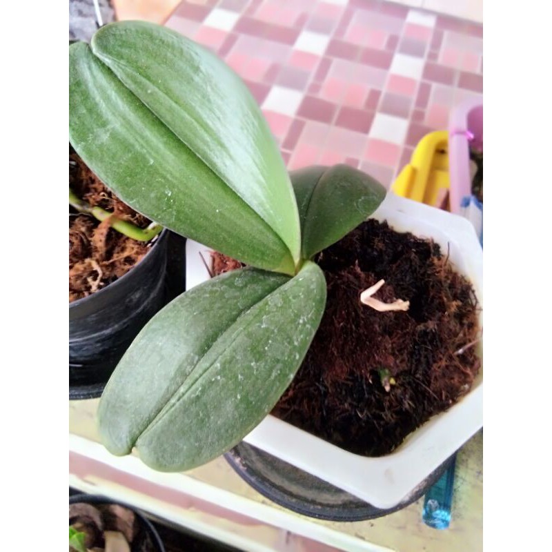 seedling anggrek bulan