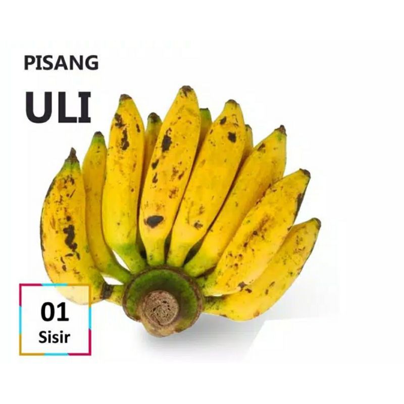 

BUAH PISANG ULI [1 Sisir] Fresh Pasar Segar Depok