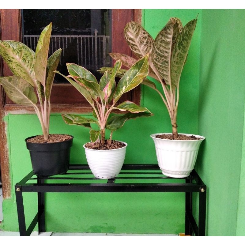 Rak susun 1 pjg 60cm