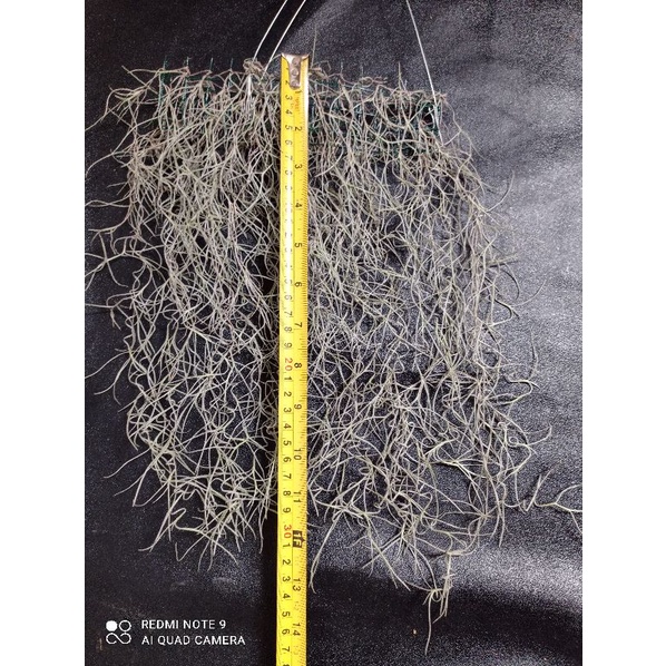 Tanaman hias jenggot dewa/Jenggot musa