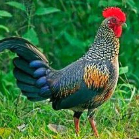 telur ayam hias hutan hijau