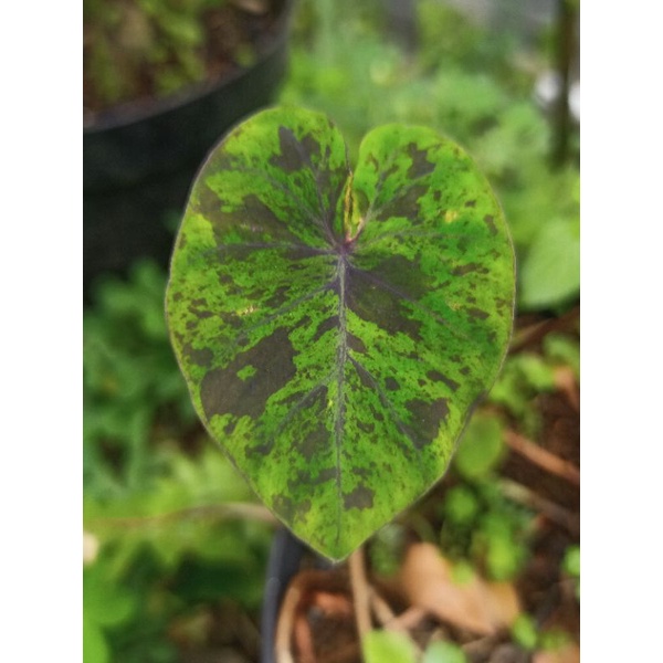 Colocasia esculenta midnight sp.