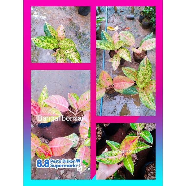 aglonema big roy murah - aglonema big roy termurah - big roy murah - aglaonema big roy - bunga aglon
