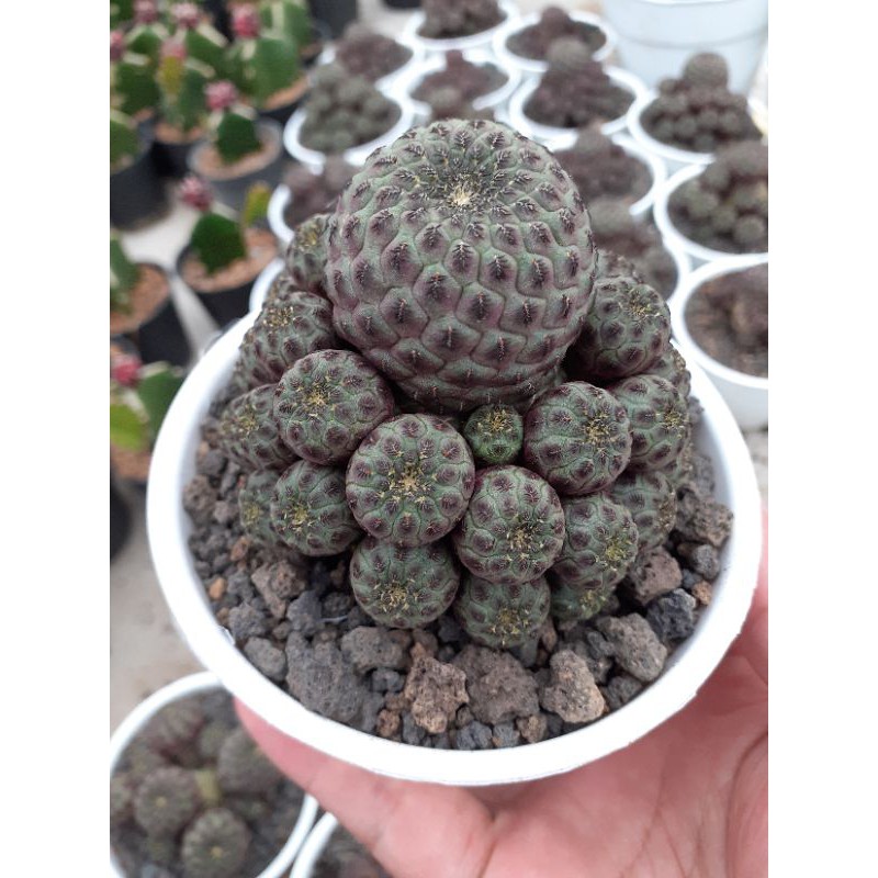 kaktus rebutia import ownroot
