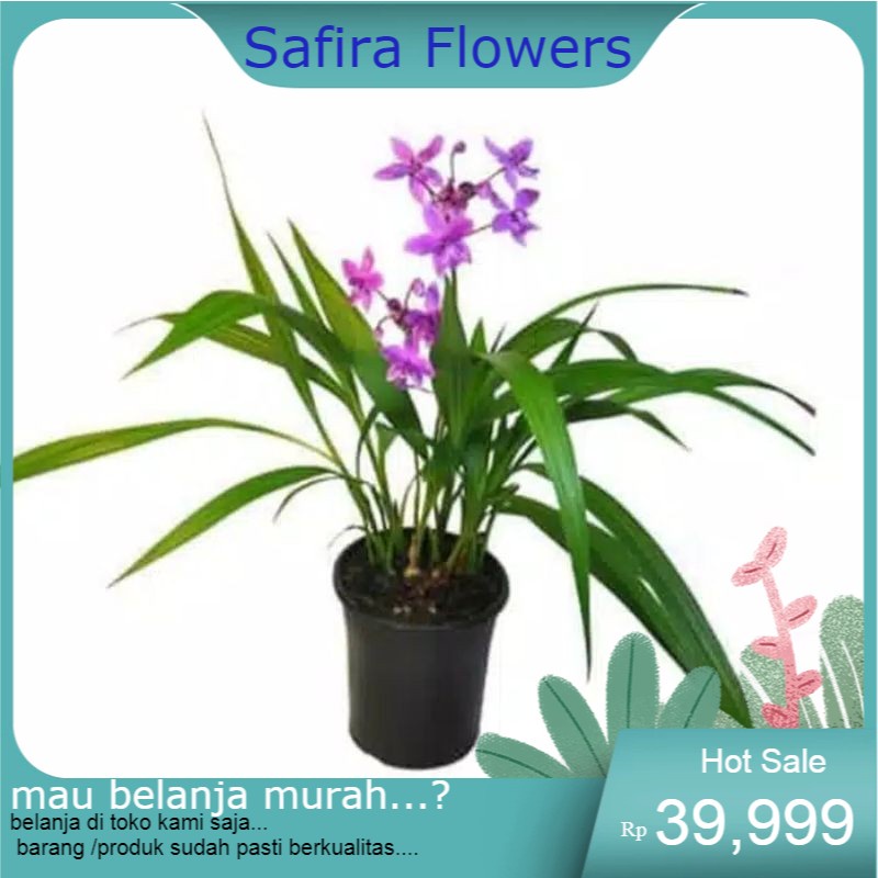 pohon anggrek tanah bunga ungu