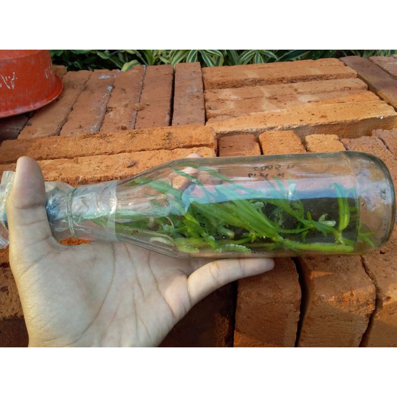 Bibit Botol Anggrek Rhyncostilis gigantea red
