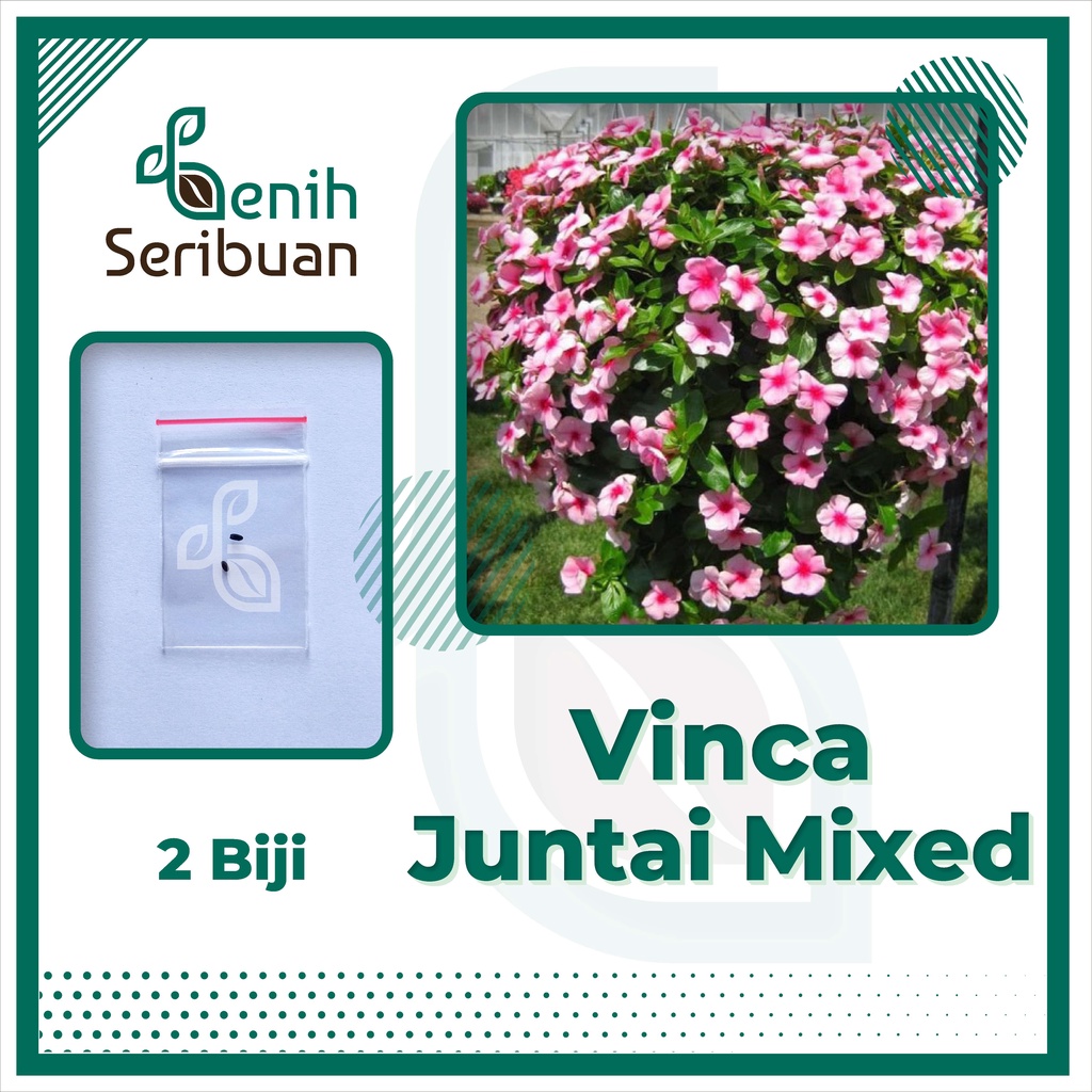 BS-BYL Bibit Bunga Benih Tanaman Bunga Hias Matahari Mawar Aster Vinca Krisan Telang Sunflower Krokot Lavender Marigold Zinnia-VINCA JUNTAI MIXED