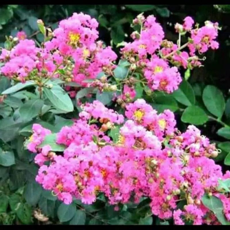 BIBIT TANAMAN SAKURA JEPANG ASLI